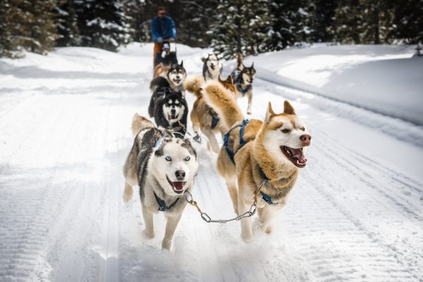 Dog Sledding in Finland Dog Sledding in Finland