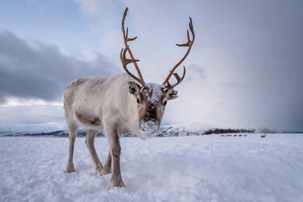 Reindeer in Finland Reindeer in Finland