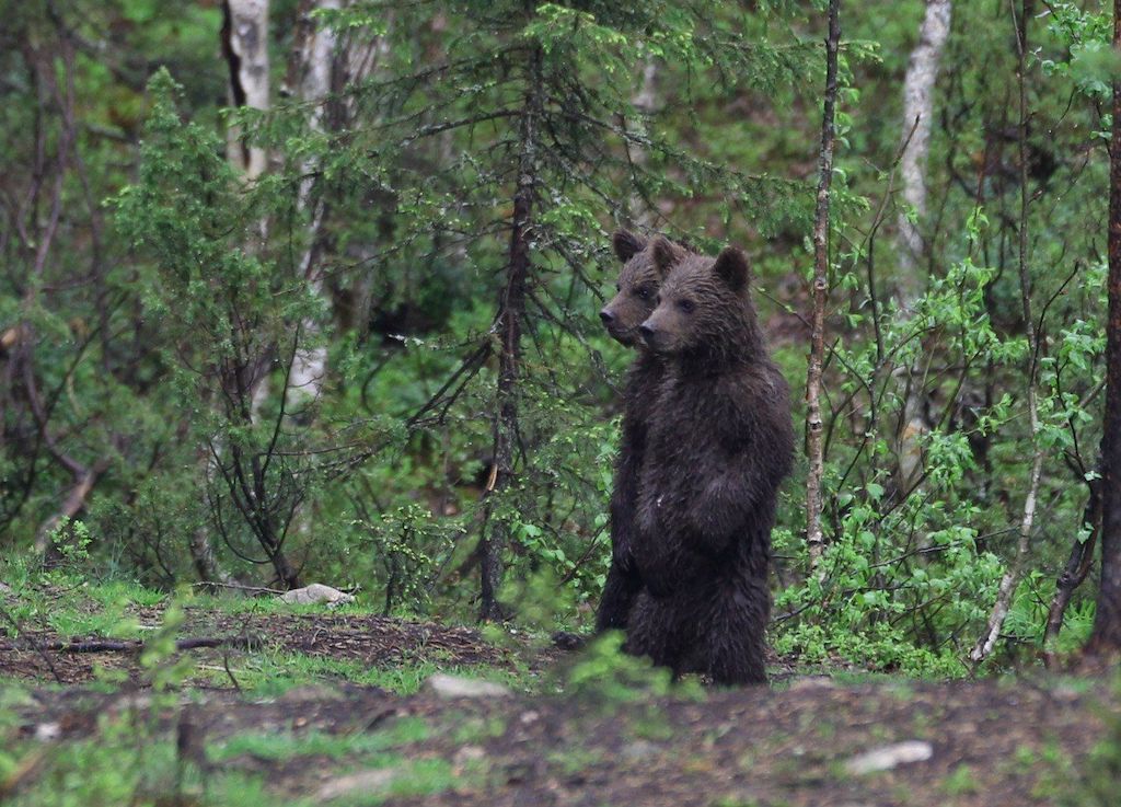 Karhu-Kuusamo Observe Brown Bears