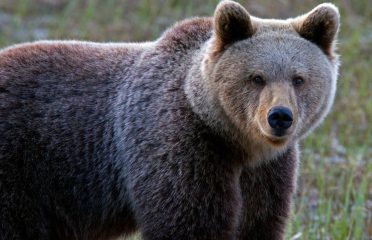Karhu-Kuusamo Observe Brown Bears