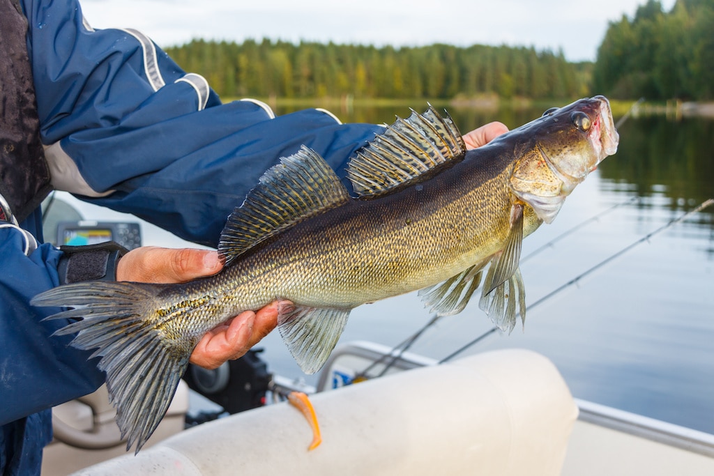 Fishing in Finland - What you need to know about permits etc.